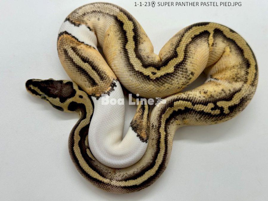  SUPER PANTHER PASTEL PIED